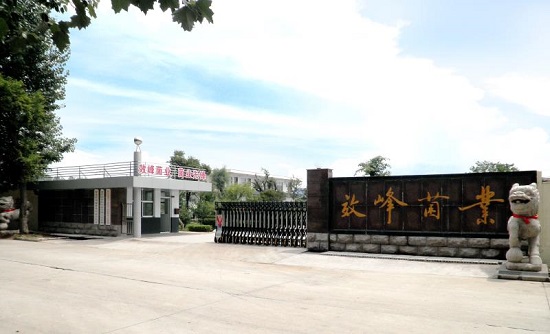 品牌山東｜臨沂市羅莊區品牌農業系列（二）：效峰菌業