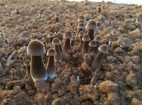 黑皮雞樅菌