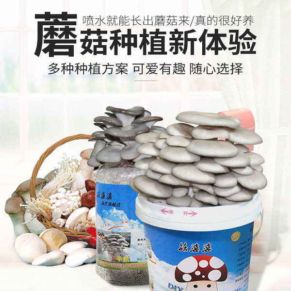 多彩蘑盒4-1.jpg
